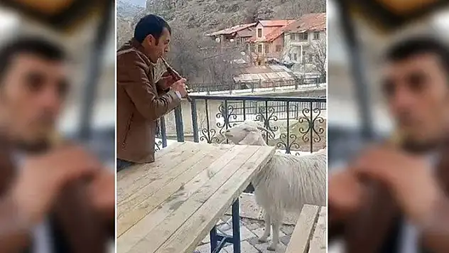 Tek keçilik konser! Keçiye 'Ney' konseri verdi, binlerce kez izlendi
