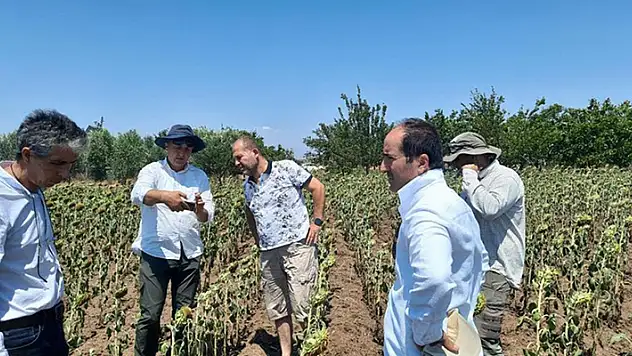 Tekirdağ'da kuraklık nedeniyle ayçiçeğinde yaşanan verim kayıpları tespit ediliyor
