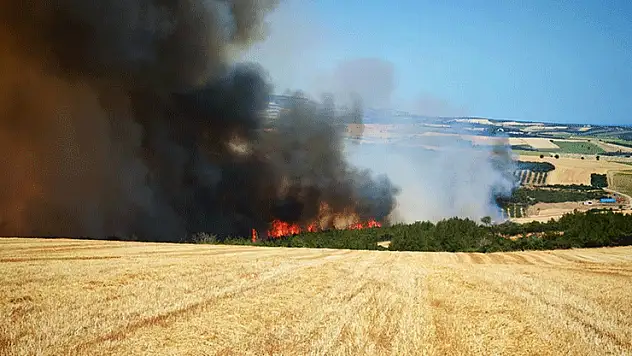 Tekirdağ'da anız yangını ormana sıçradı