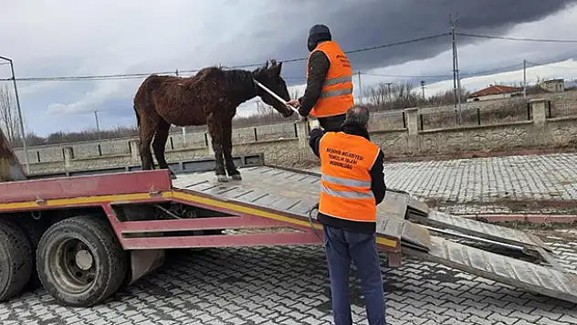 Terk edilen ata Akşehir Belediyesi sahip çıktı