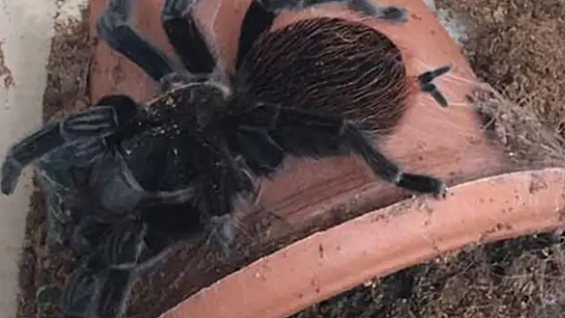 Terör baskınından tarantula çıktı