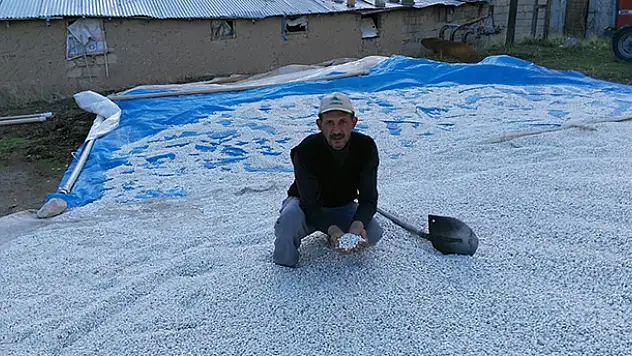 Terör Olayları Fasulye Üreticilerini Olumsuz Etkiledi