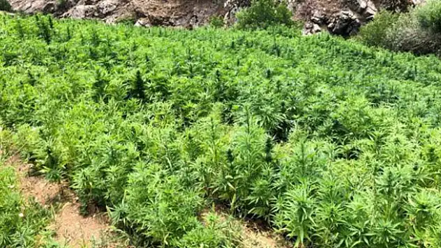 Terör örgütüne ağır darbe: 26 noktada 6 milyon kenevir ele geçirildi
