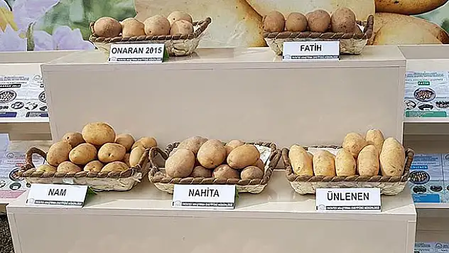 Tescilli 4 yerli patates ihaleyle satışta