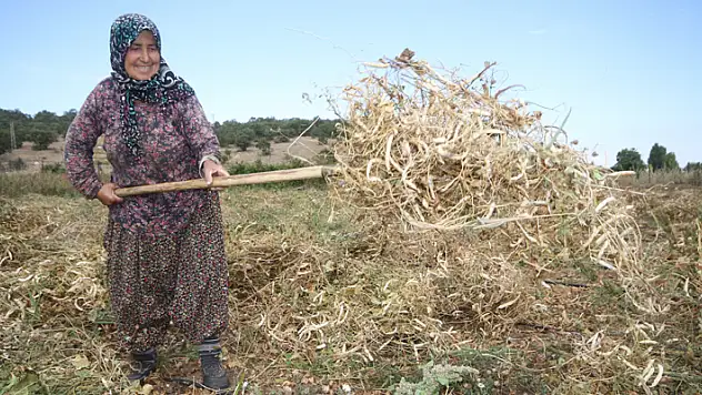 Tescilli Çetmi fasulyesi üreticinin yüzünü güldürdü
