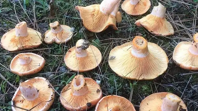 Tezgahlarda yerini aldı: Kilosu 200 liradan alıcı buluyor!

