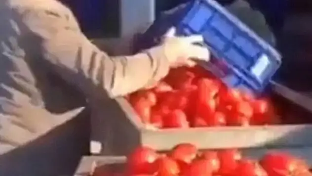 Ticaret Bakanlığı'ndan domatesleri çöpe döken işletmeye 123 bin lira ceza