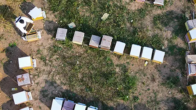 TİGEM 800 arı kovanı alımı yapacak