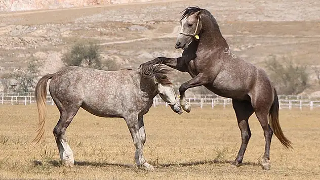 TİGEM bu yıl şampiyon adayı 319 safkan Arap tayı satacak

