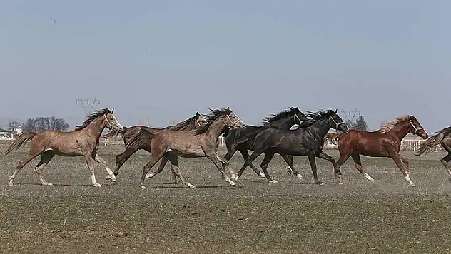 TİGEM'in 2024 yılı safkan Arap tay satış tarihleri belirlendi
