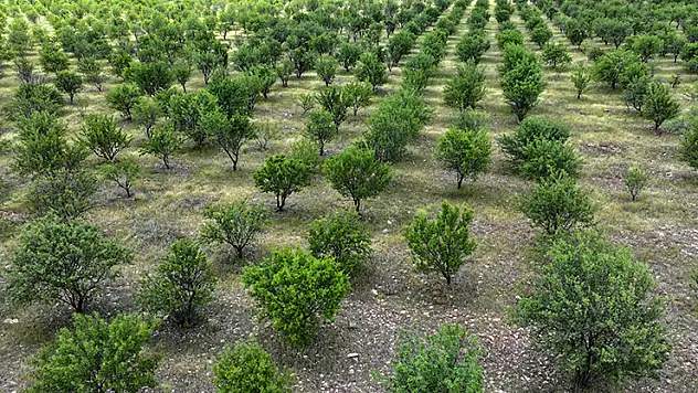 TİGEM'in badem ormanları erozyonla ve zararlılarla mücadele ediyor