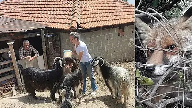 Tilki yakalayıp öldüren komşusunu ihbar etti, olanlar oldu!

