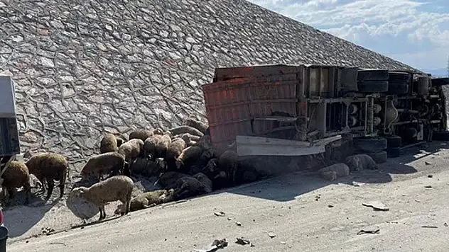 Tır, kamyona çarptı: 1 kişi öldü, 2 kişi yaralandı: 52 koyun telef oldu