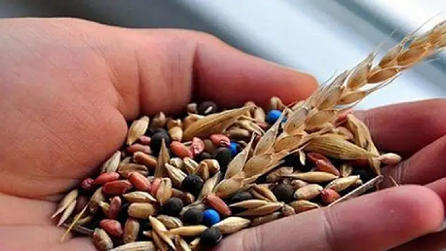 Tohumluk çeşidinin üretim ve pazarlama hakkı satılacak

