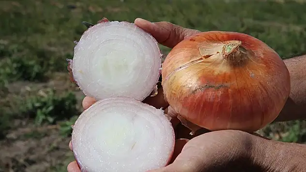 Tokat'ta hasadı tamamlanan soğanda 13 bin tona yakın rekolte bekleniyor
