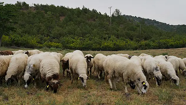 Tokat'ta hayvanlara 'mavi dil' karantinası

