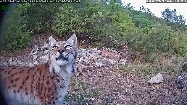 Tokat'ta, nesli tehlikede olan vaşak fotokapana yansıdı
