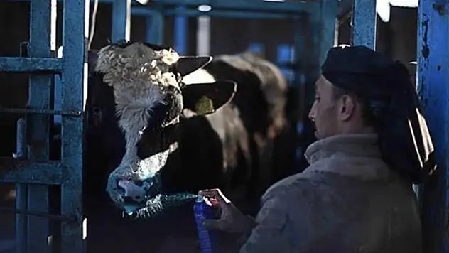 Tokat'ta şap hastalığı nedeniyle hayvan pazarları kapatıldı

