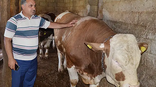 Tonluk Kurbanlıklar Satışa Çıktı