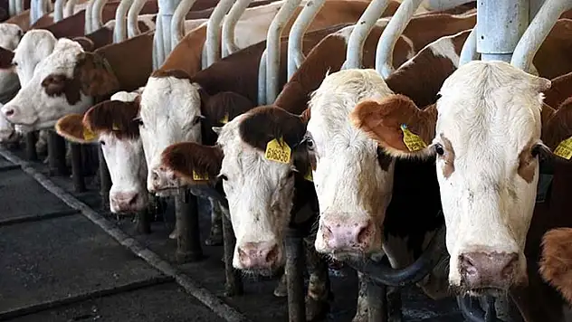 Toplanan inek sütü miktarı ekimde 895 bin 834 ton oldu