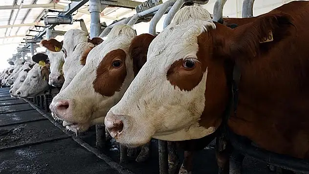 Toplanan inek sütü miktarı mayısta yıllık bazda yüzde 5,9 artarak 944 bin 349 ton oldu
