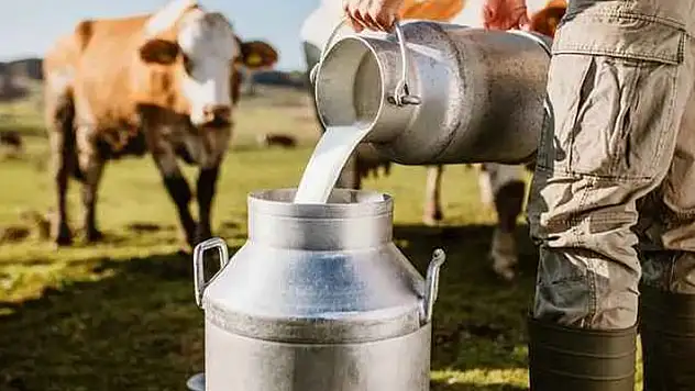 Toplanan inek sütü miktarı yüzde 7,7 arttı
