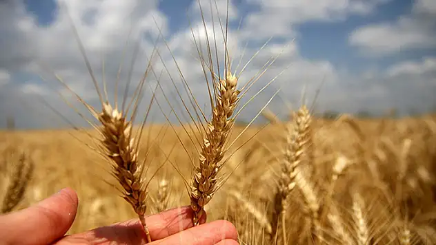 Toprak Mahsulleri Ofisi, 2022 hububat alım detaylarını belirledi
