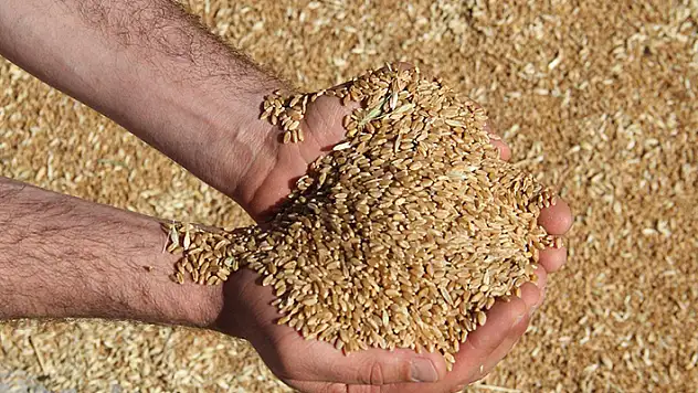Toprak Mahsulleri Ofisi, Konya'da günlük yaklaşık 50 bin ton alım yapıyor
