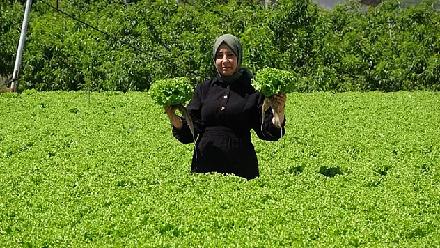 Topraksız tarımla 26 günde salatalık, 30 günde marul üretiyor
