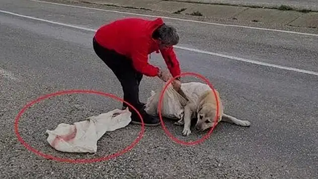 Torba içine koyulan köpek ölüme terk edildi
