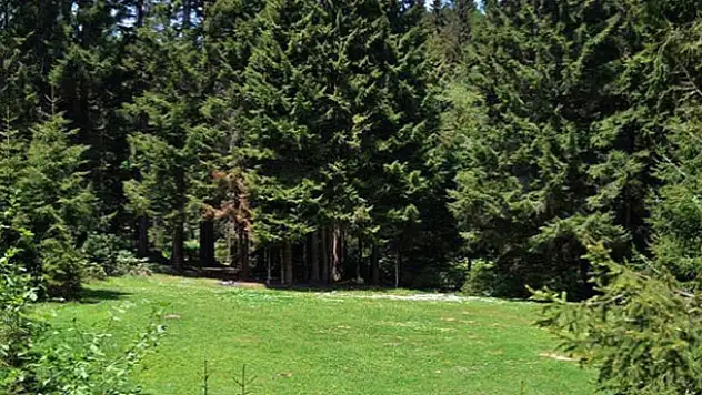 Torba yasadan ''orman satışı'' çıktı