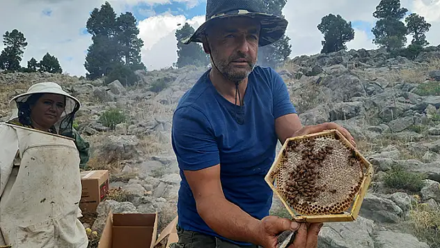 Toros Dağlarının zirvelerinde ayı korkusundan ballar erken hasat edildi
