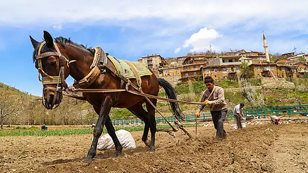 Toroslar'da köylülerin en büyük yardımcısı at ve katırlar