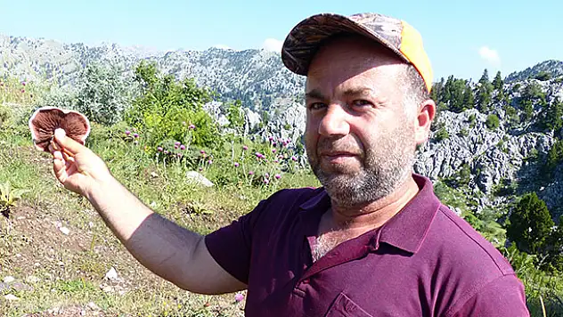Toroslar'da 'mor mantar' toplama zamanı