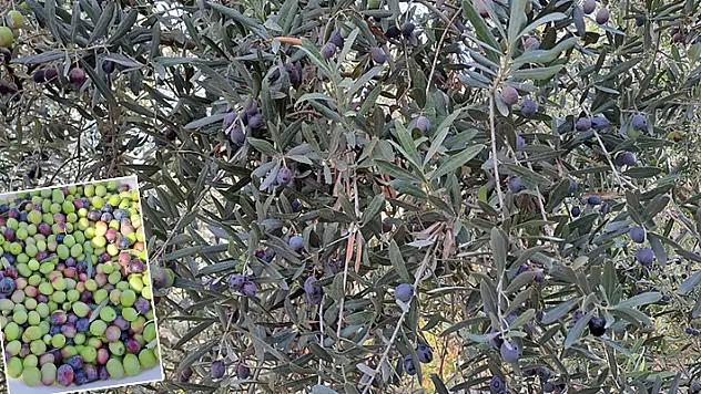 Toroslar'da zeytin hasadı sürüyor! Ermenek'te zeytin 70, zeytinyağı 300 TL...