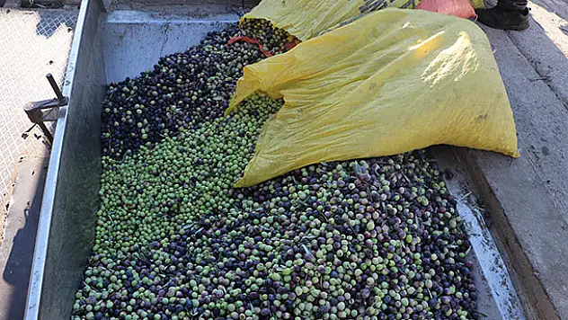Toroslar'ın 'organik' zeytini ilgi görüyor