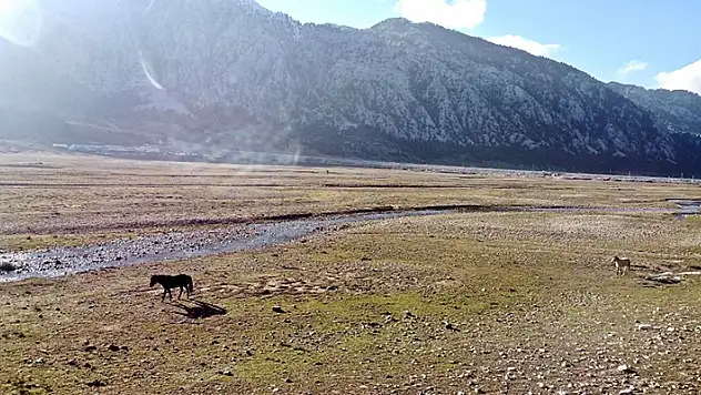 Toroslar'ın vahşi atları Konya- Antalya arasındaki Eynif Ovası'nın çayırlarında dolaşıyor
