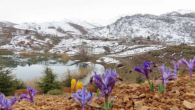 Toroslar'da baharın müjdecisi çiçekler yüzünü gösterdi