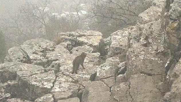 Toroslarda Siyah Benekli Vaşak görüntülendi