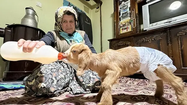 Torunlarının adını verdikleri oğlağa evlerinde bebek gibi bakıyorlar