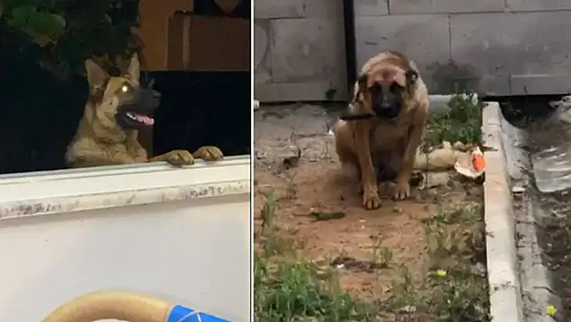 Trabzon'da bekçiyi ısıran köpek gözaltına alındı
