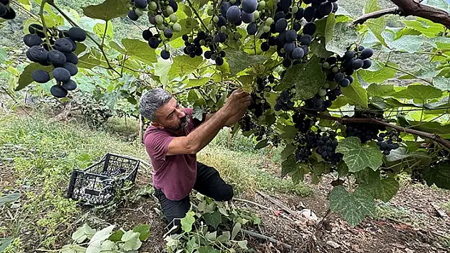 Trabzon'da isabella üzümünün sofralara yolculuğu başladı
