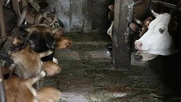 Trabzon'da yayla göçüne 'şap' engeli: 86 mahalleye karantina
