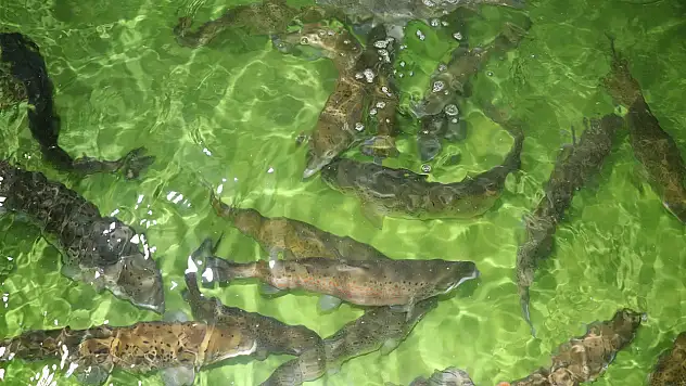Trabzon Su Ürünleri Merkez Araştırma Enstitüsü personel alacak
