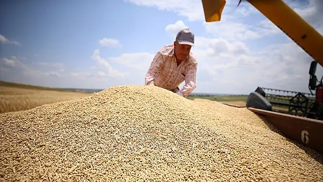 Trakya'da arpa hasadı başladı
