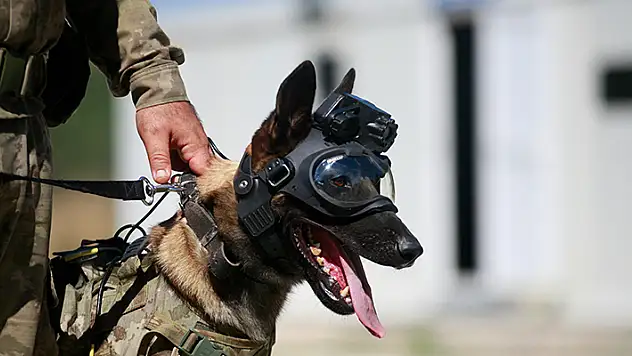 TSK'nın eğitimli köpekleri için tasarlanan sistem, 'Parka' ile test edildi
