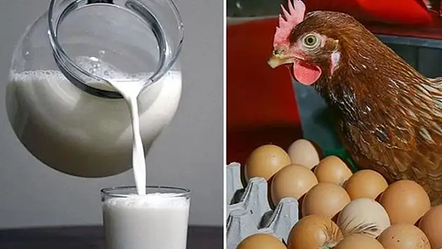 TÜİK'e göre haziranda yumurta üretimi arttı, içme sütü üretimi azaldı

