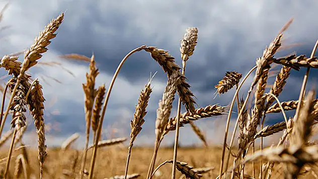 TÜİK'ten korkutan tahmin: Buğdaydan nohuta pek çok ürün risk altında
