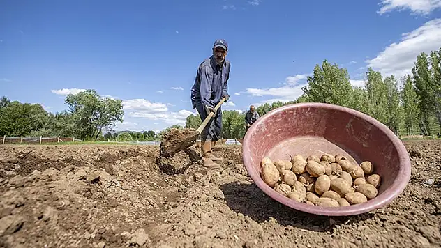 Tunceli'nin köylerinde üreticiler patates ekim mesaisinde
