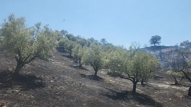 Turgutlu Derbent'teki yangın büyümeden söndürüldü